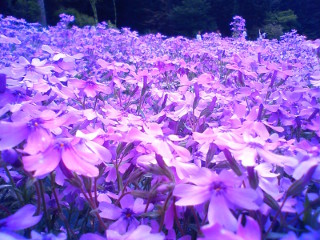 芝桜