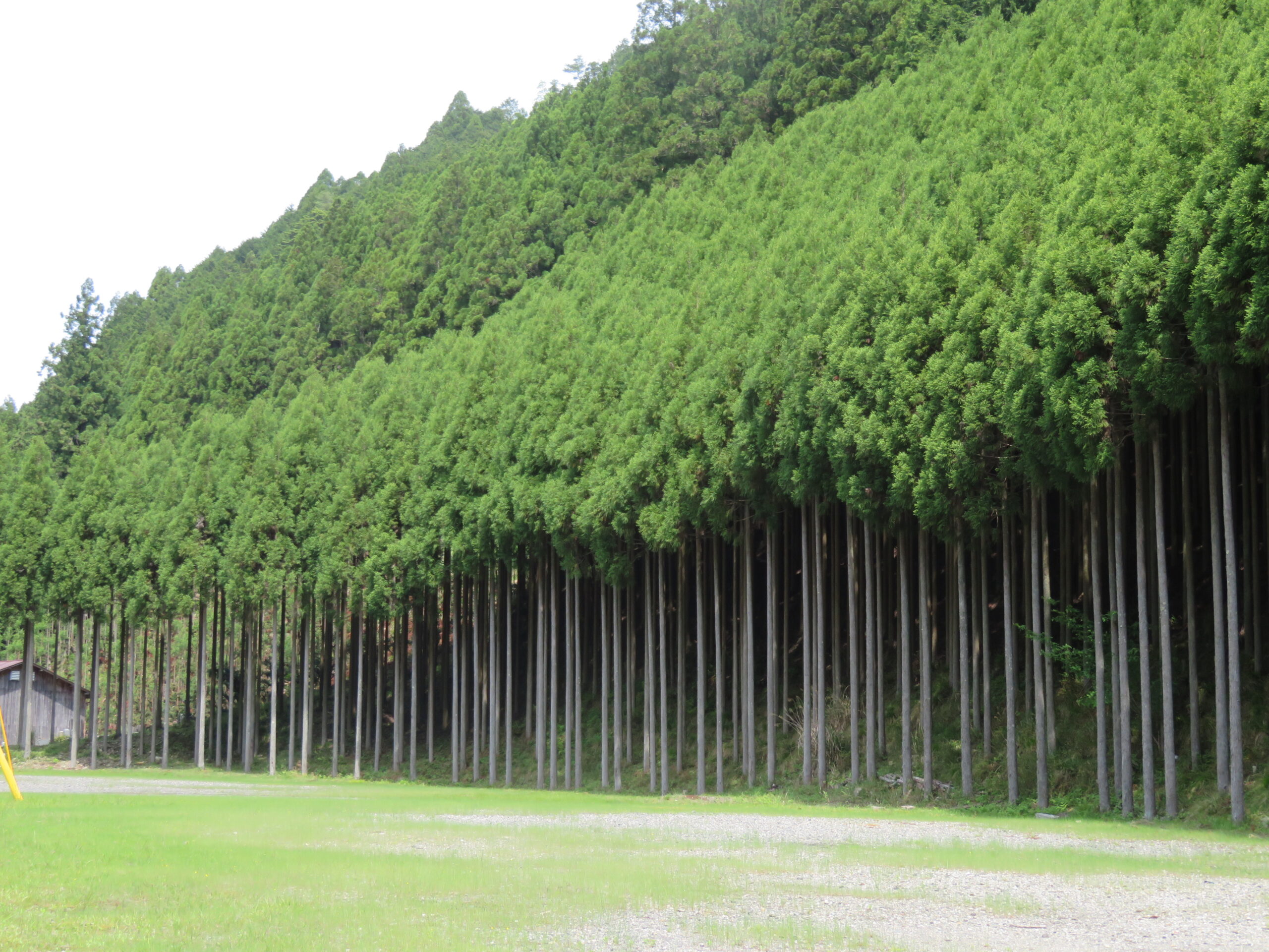 手入れされた北山杉 | 山栄ホーム株式会社 – 京都・長岡京の工務店。SE